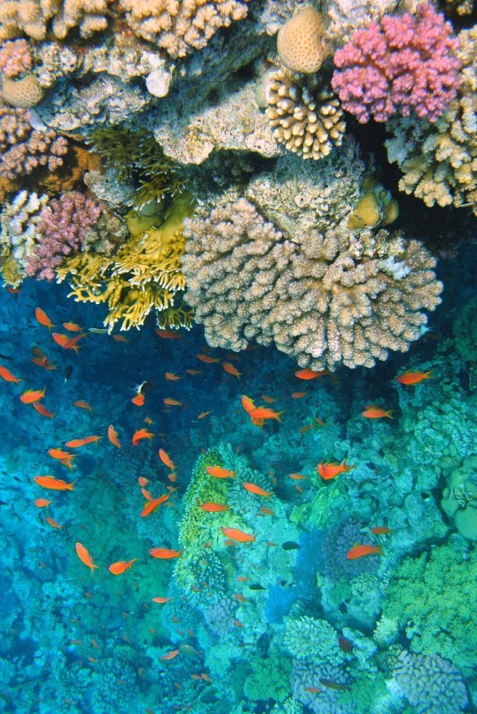 Aventura: El Cairo, crucero por el Nilo y Sharm El-Sheikh