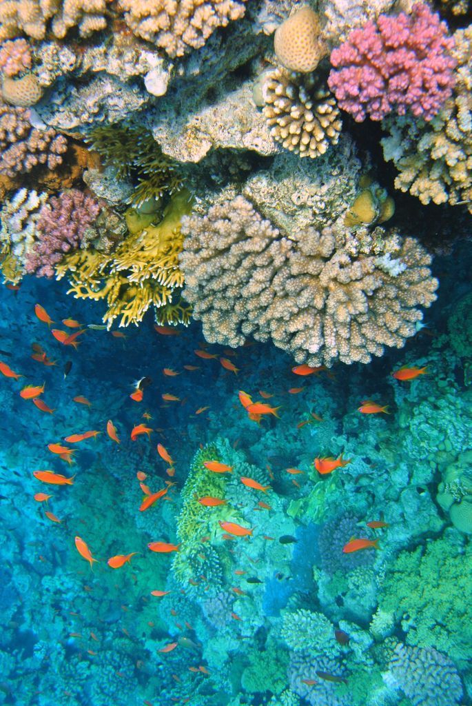Aventura: El Cairo, crucero por el Nilo y Sharm El-Sheikh