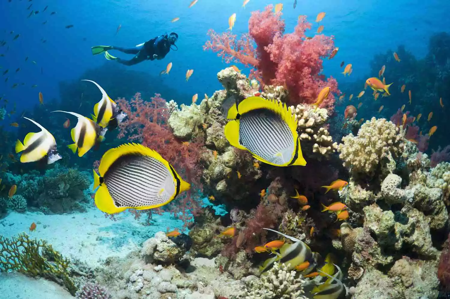 Cairo and Nile Cruise to Sharm El Shiekh Adventure